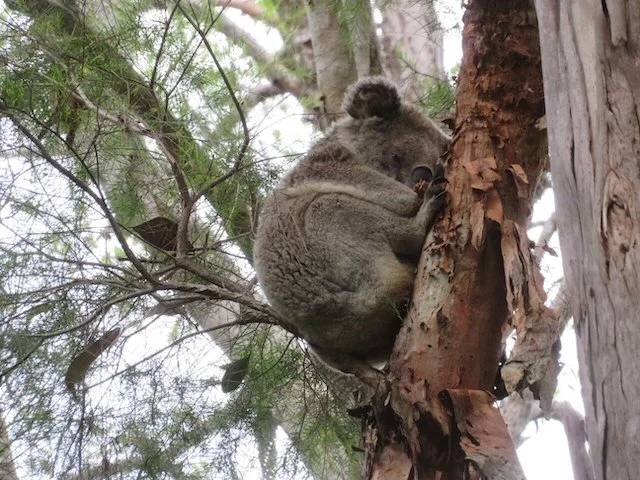Koala (Phascolarctos cinereus)