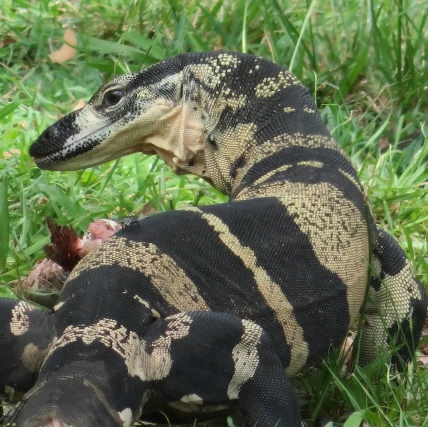 Bells phase lace monitor