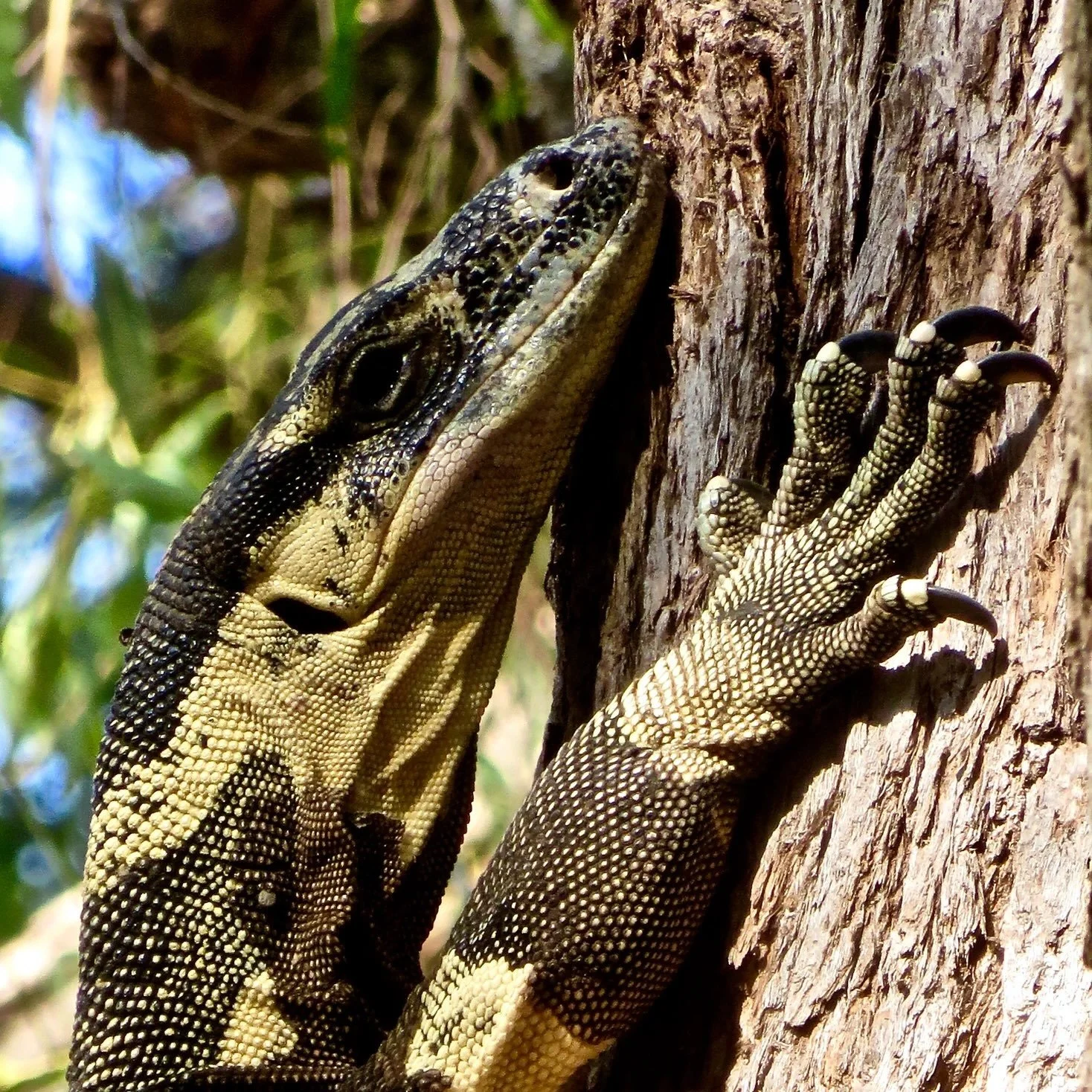 Bells phase lace monitor