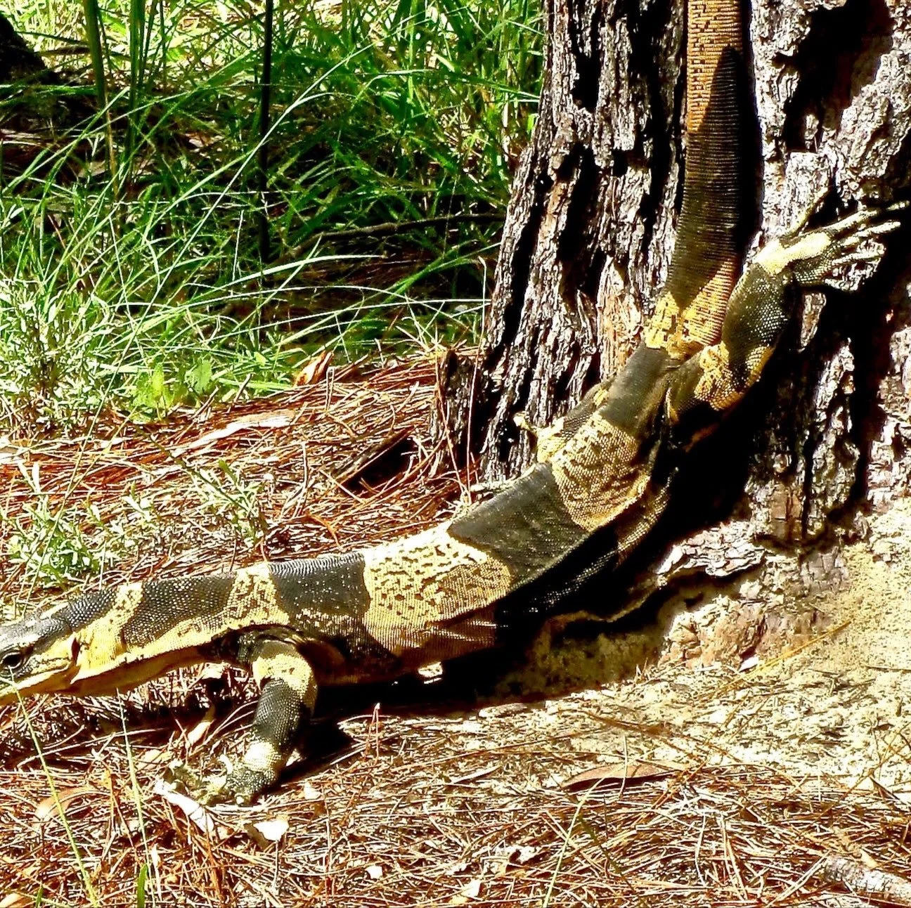 Bells phase lace monitor