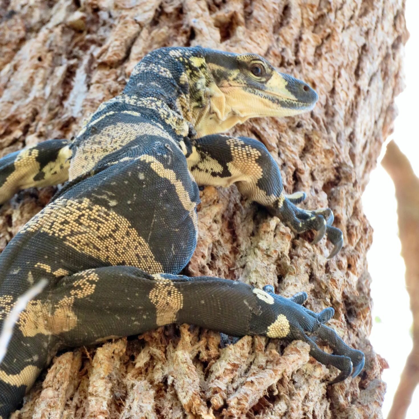 Bells phase lace monitor
