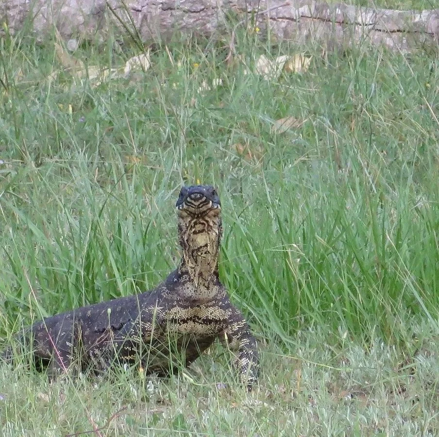 Lace monitor