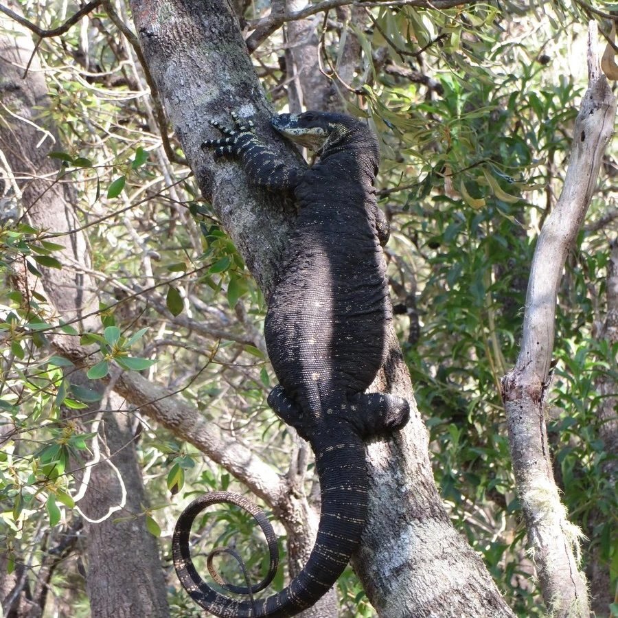 Jac up a tree