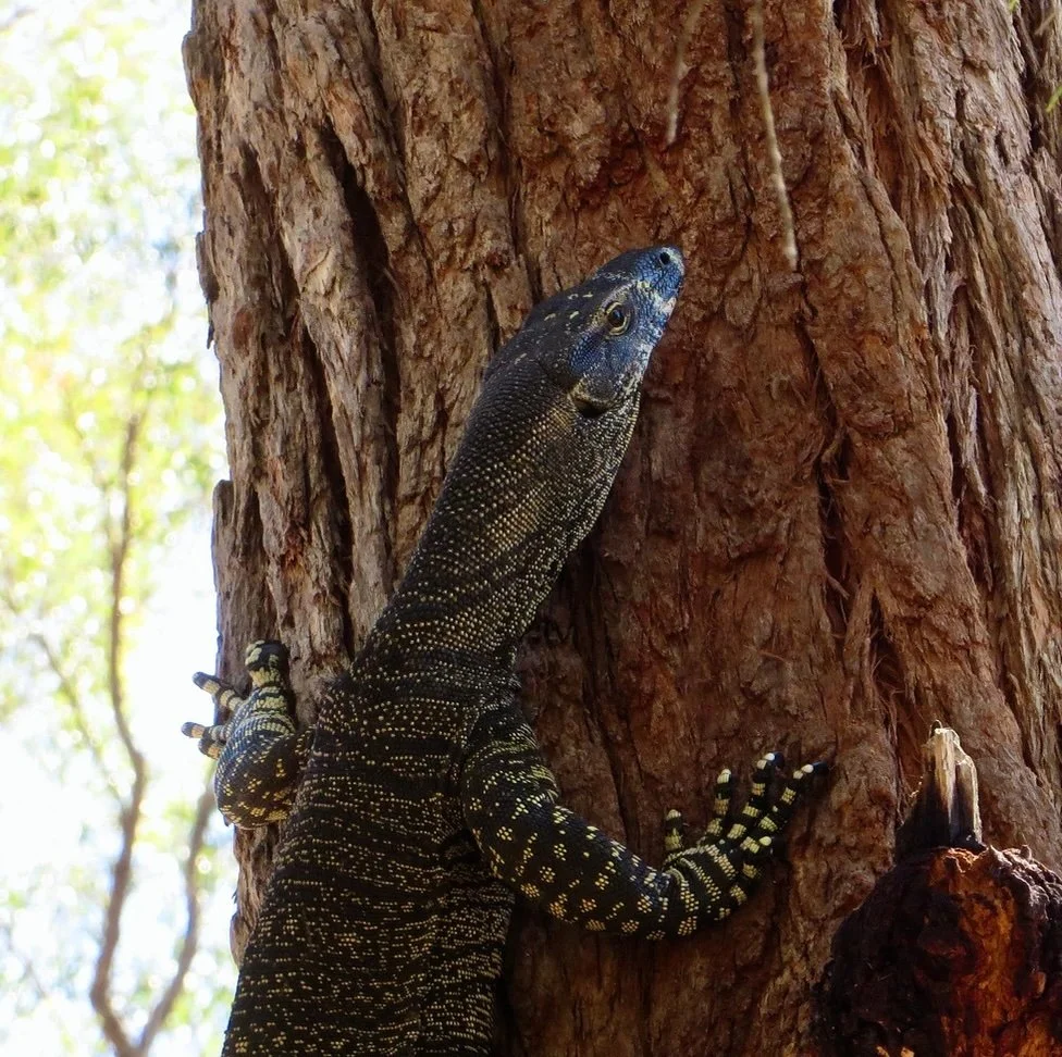 Lace monitor