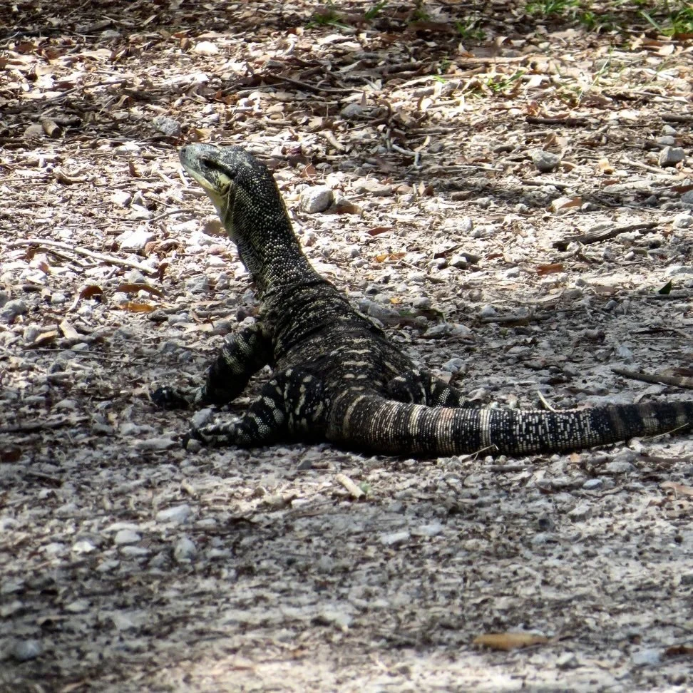 Lace monitor