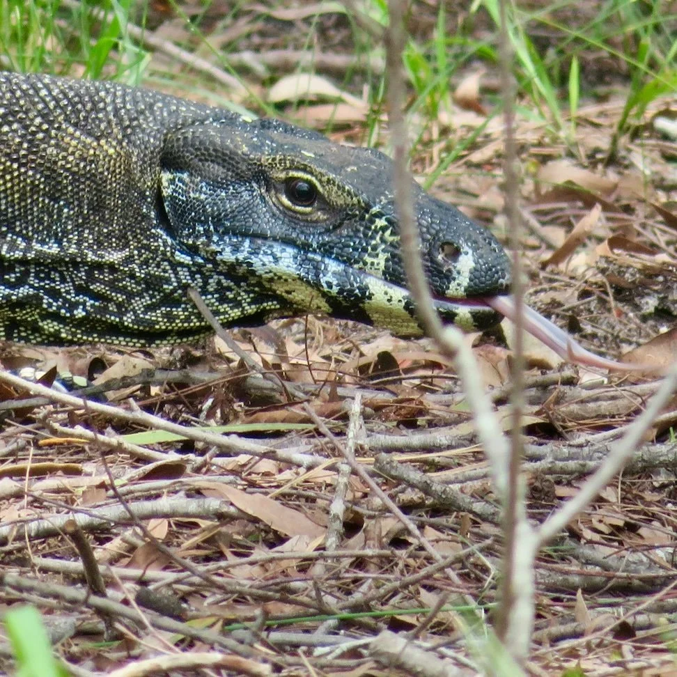 Lace monitor with tongue out
