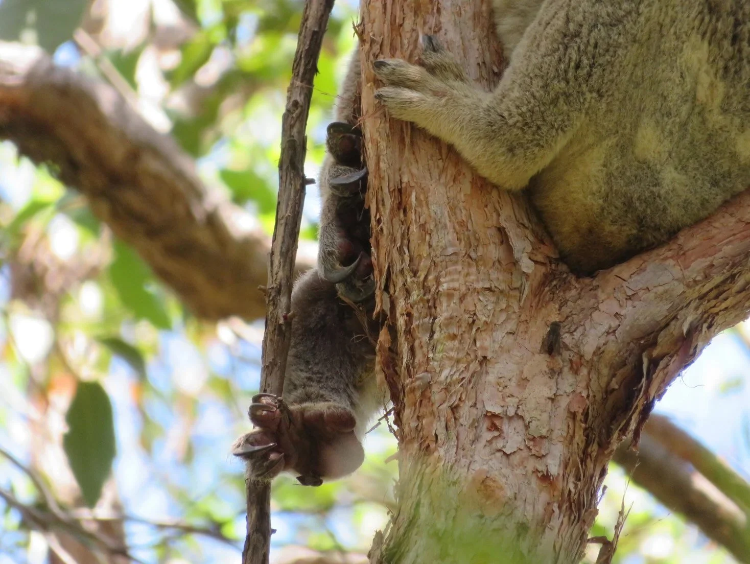 Koala