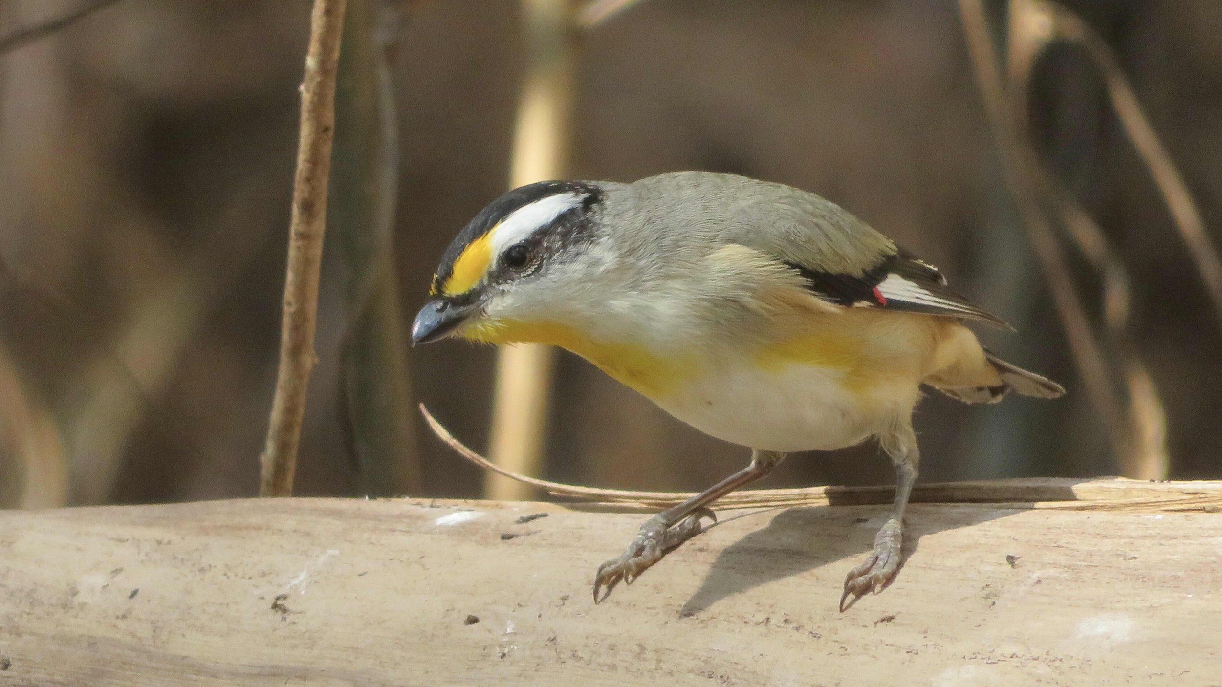 Striated Pardalote (Pardalotus striatus)