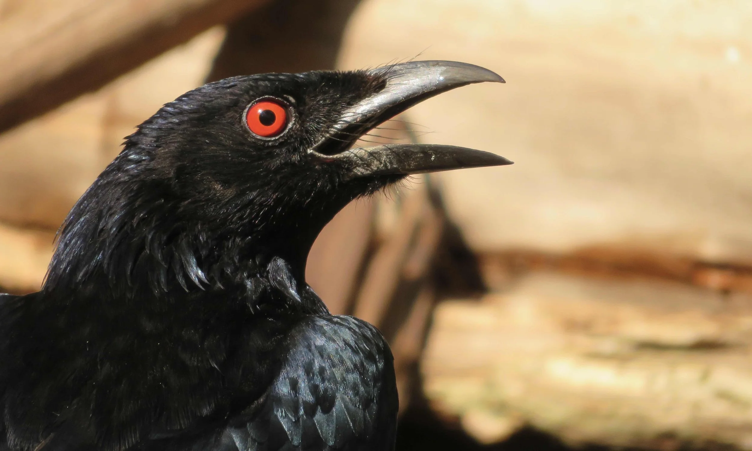 Spangled drongo (Dicrurus bracteatus)