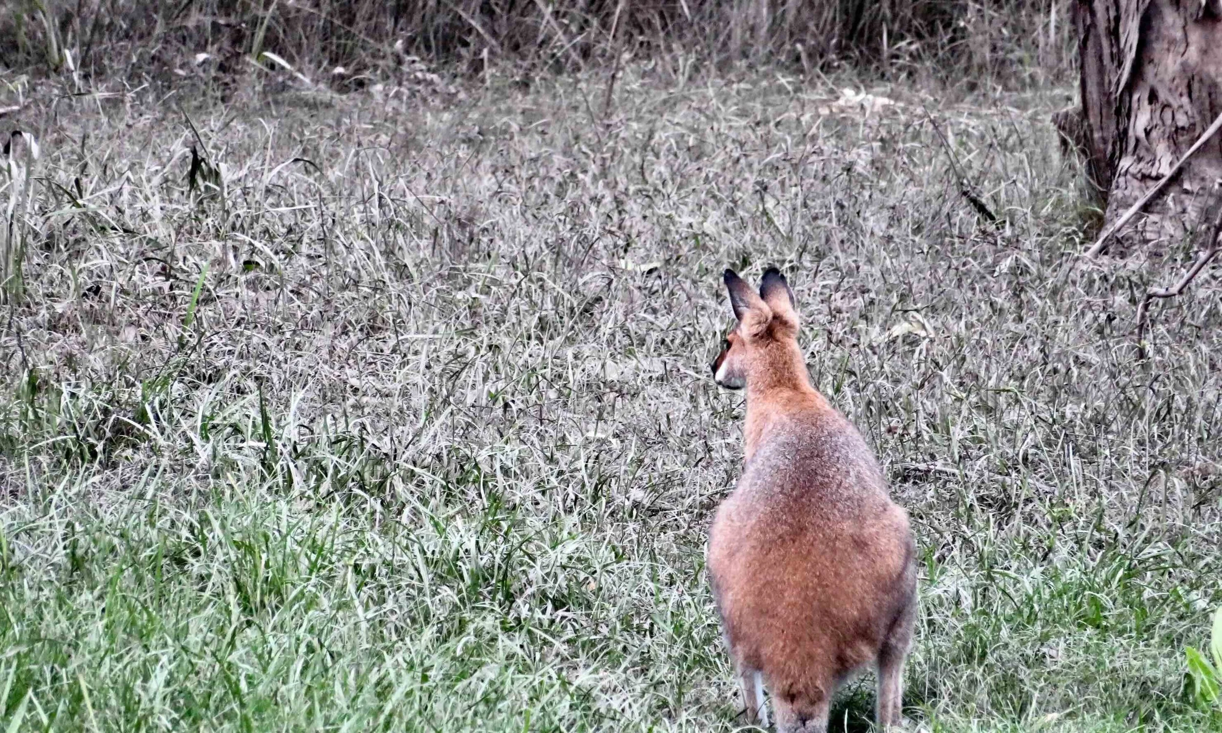 Red-necked wallaby showing its name in red
