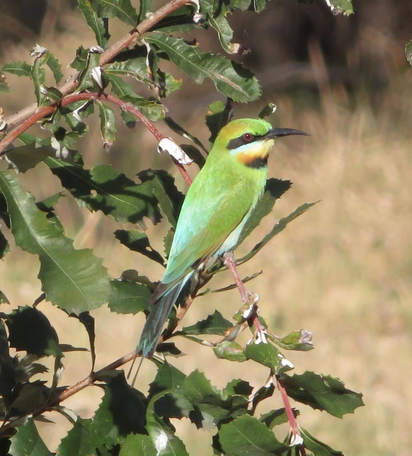 Rainbow Bee-eater (Moreps ornatus)
