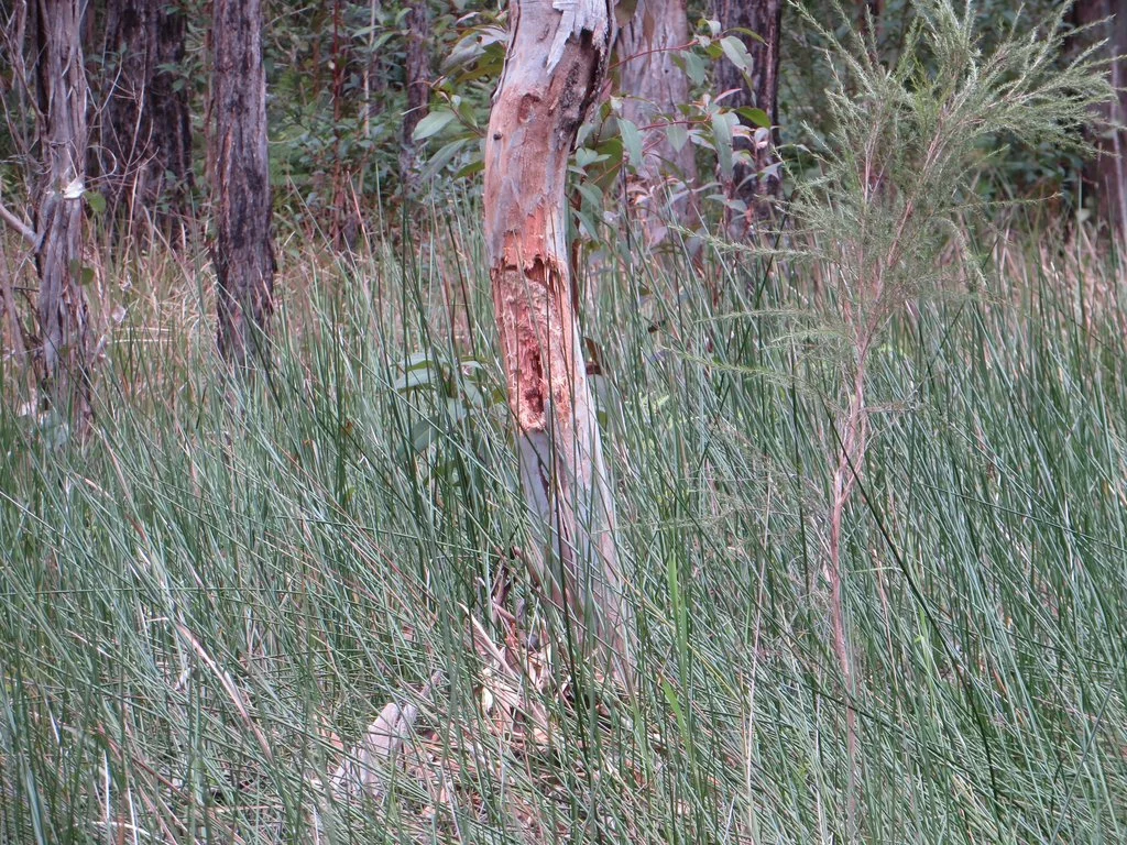 Yellow-tailed black cockatoo (Zanda funerea) have ripped the bark of this red forest gum