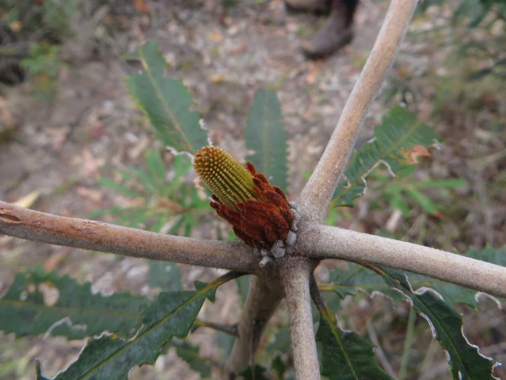 Fern-leaved banksia (Banksia oblongifolia) flower