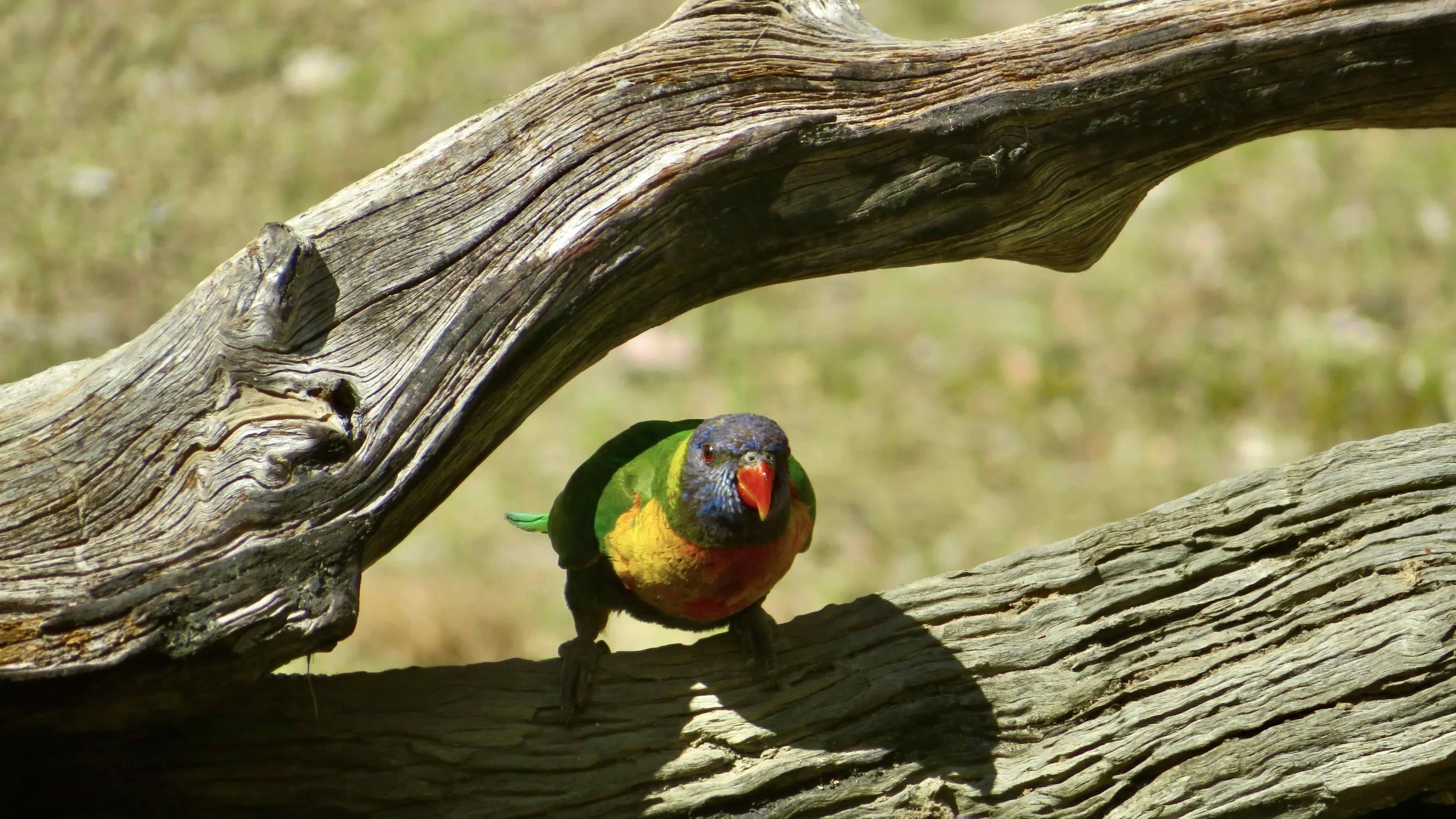 Rainbow Lorikeet (Trichoglossus haematodus)