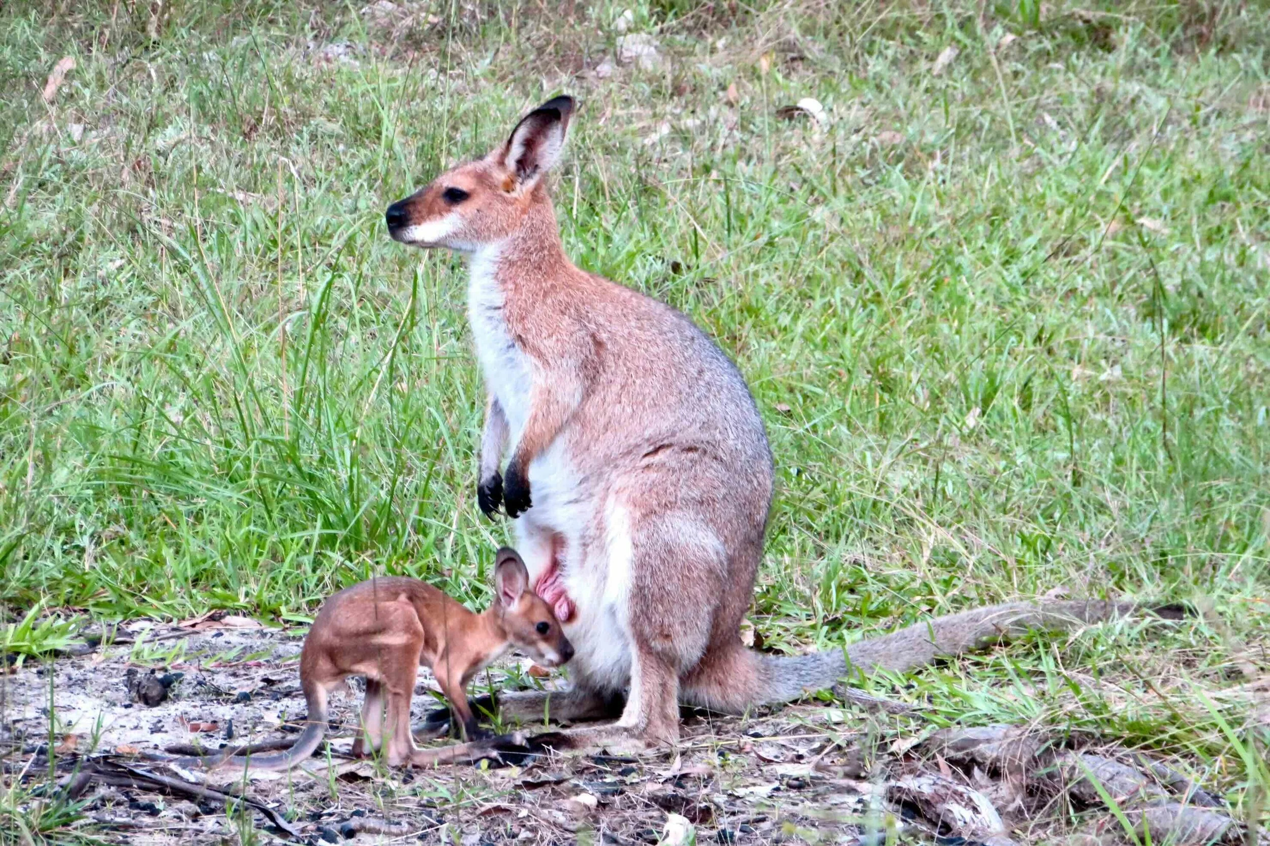Red-necked wallaby with very young joey just out of the pouch