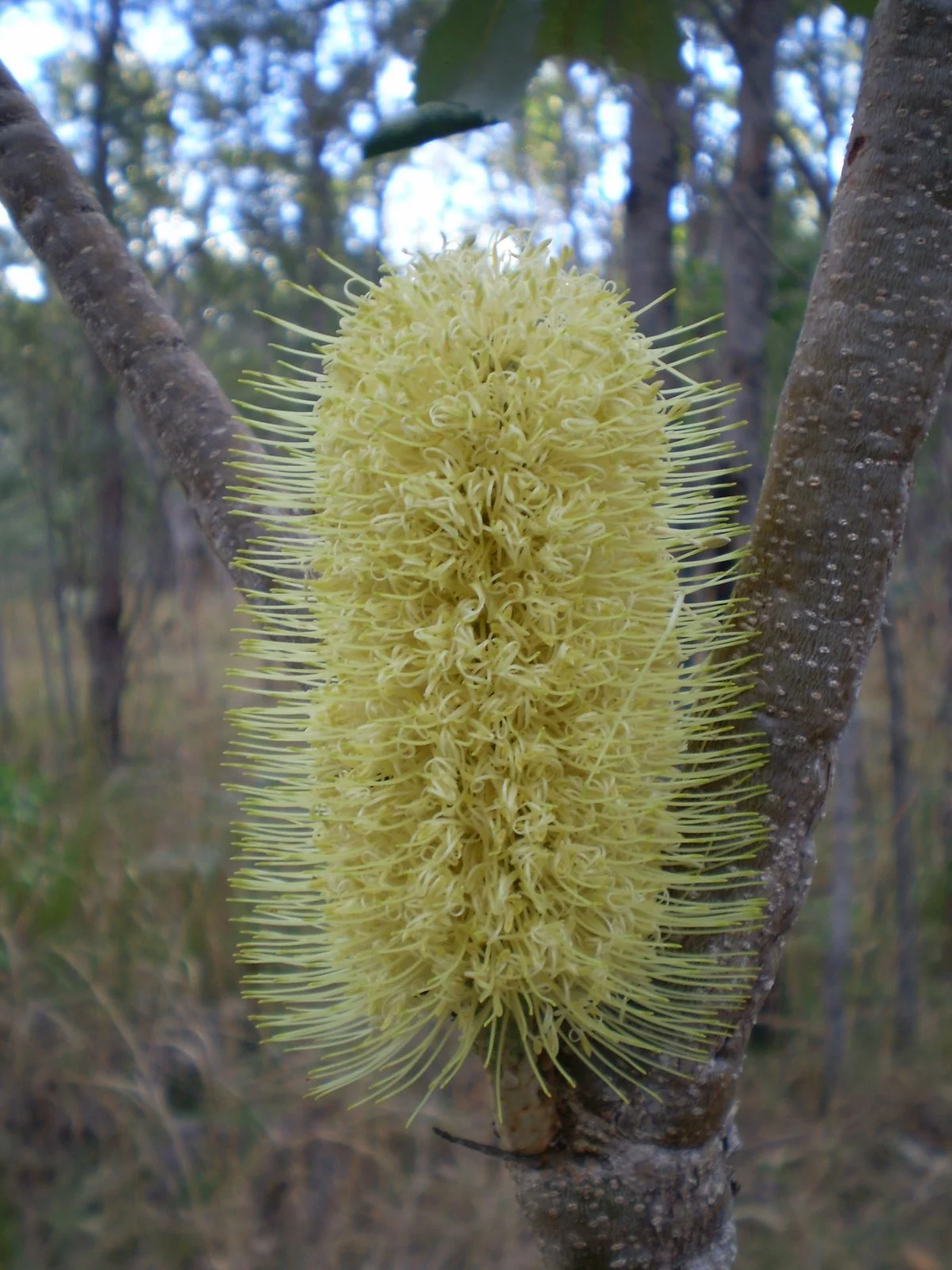 Coast banksia (Banksia integrifolia) flower
