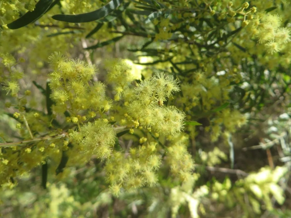 Wattle