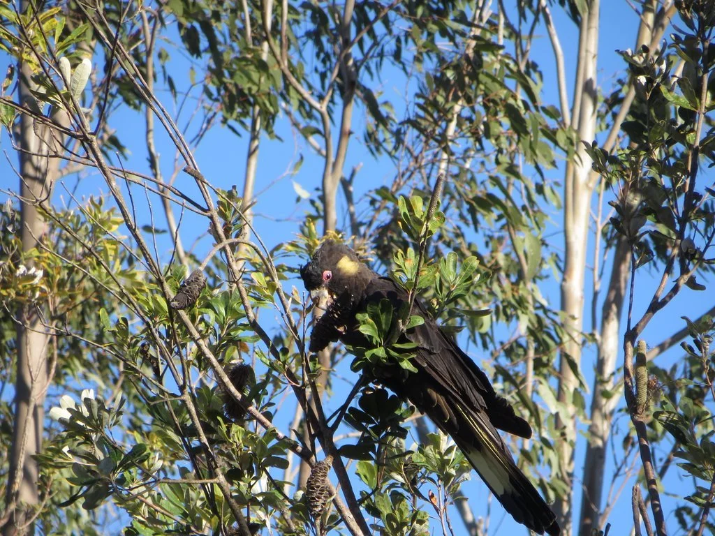 Yellow-tailed black cockatoo (Zanda funerea)