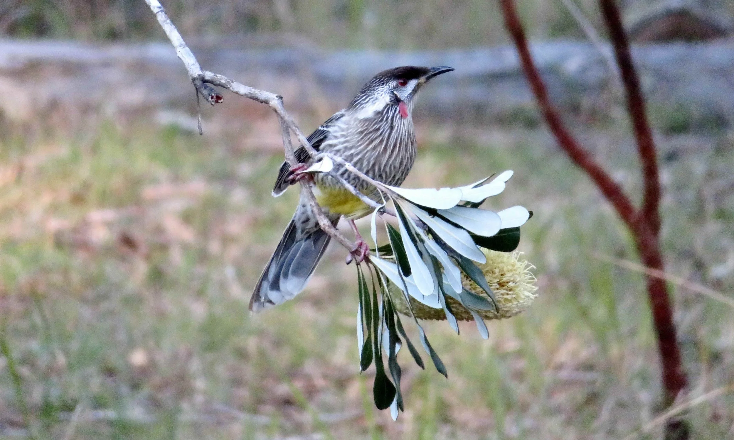 Red Wattlebird (Anthochaera carunculata)