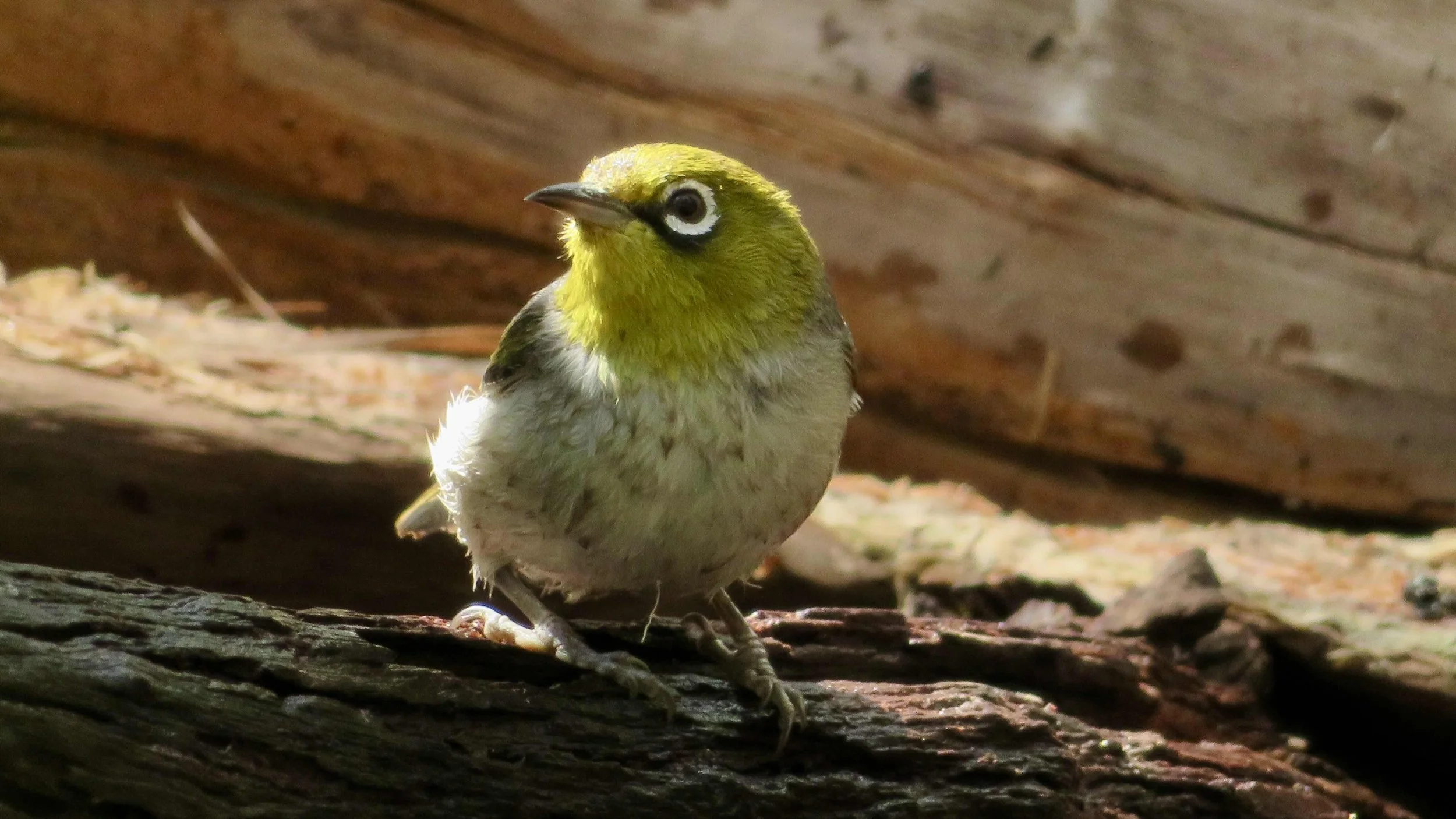 Silvereye (Zosterops laterals)