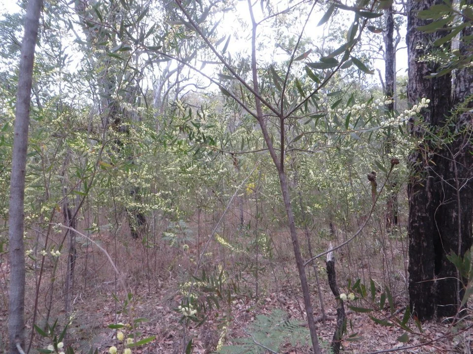 
Wattle