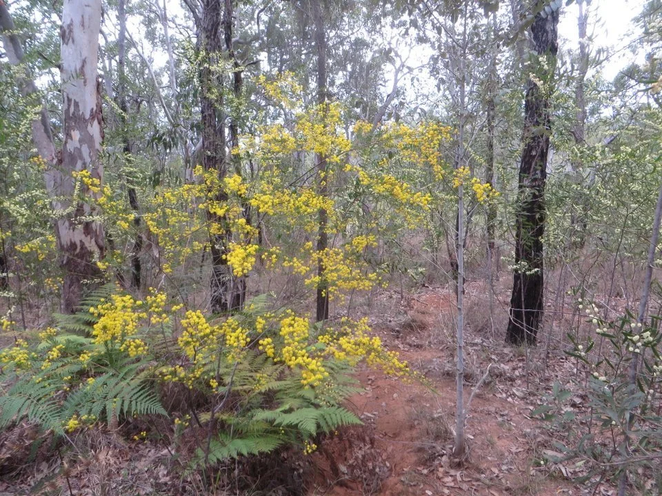 Wattle