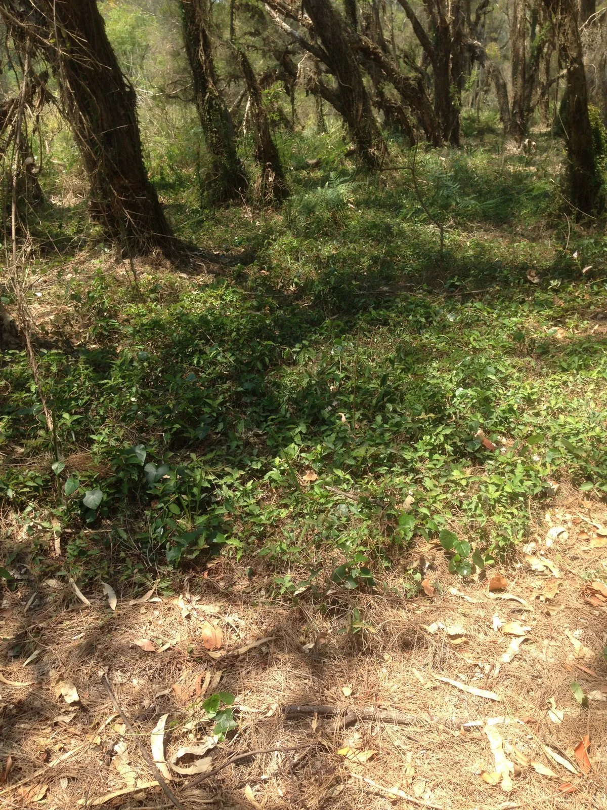 Cats Claw carpet partly poisoned