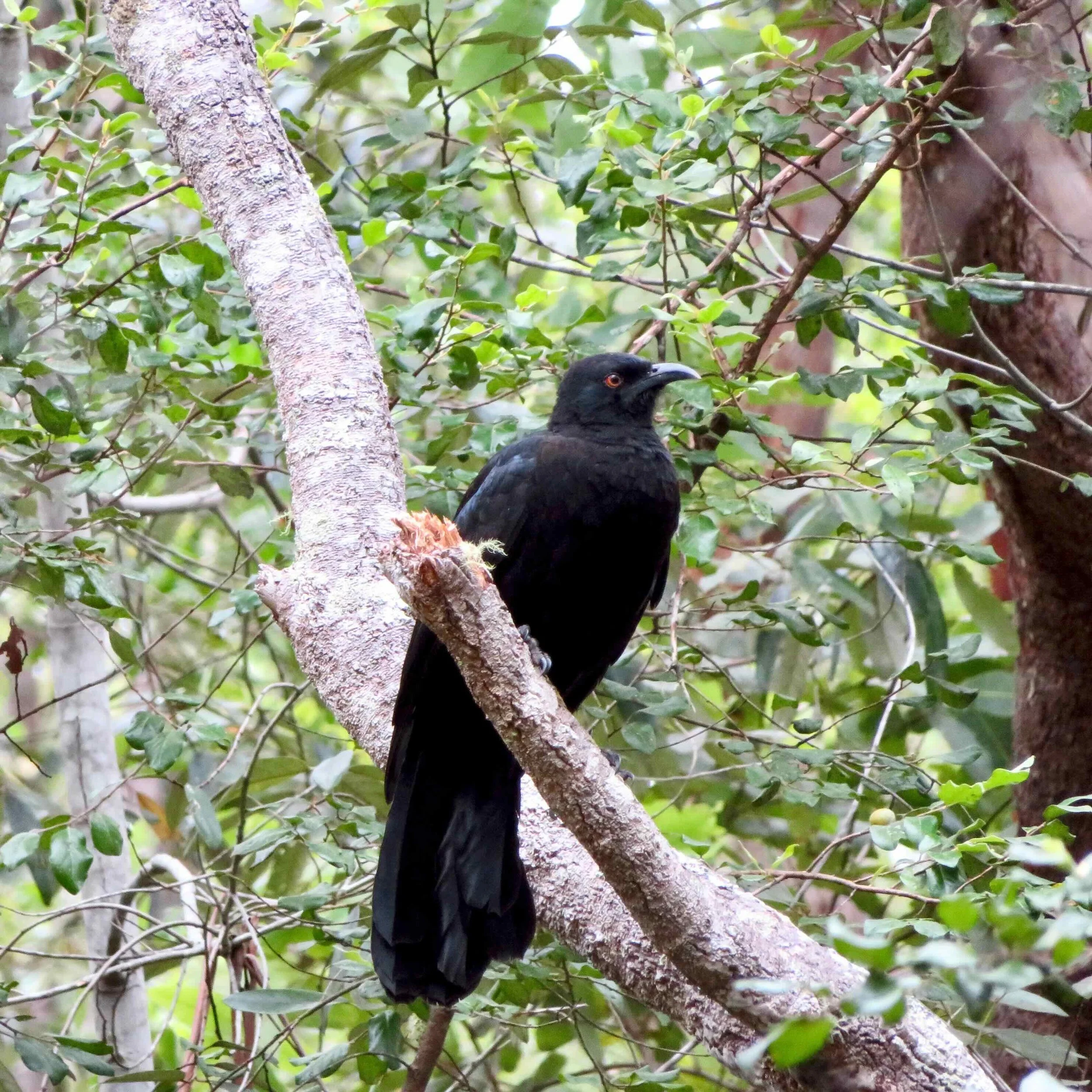 Spangled drongo