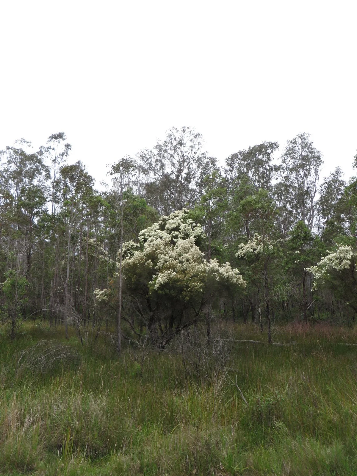 Snow in summer (Melaleuca linariifolia)