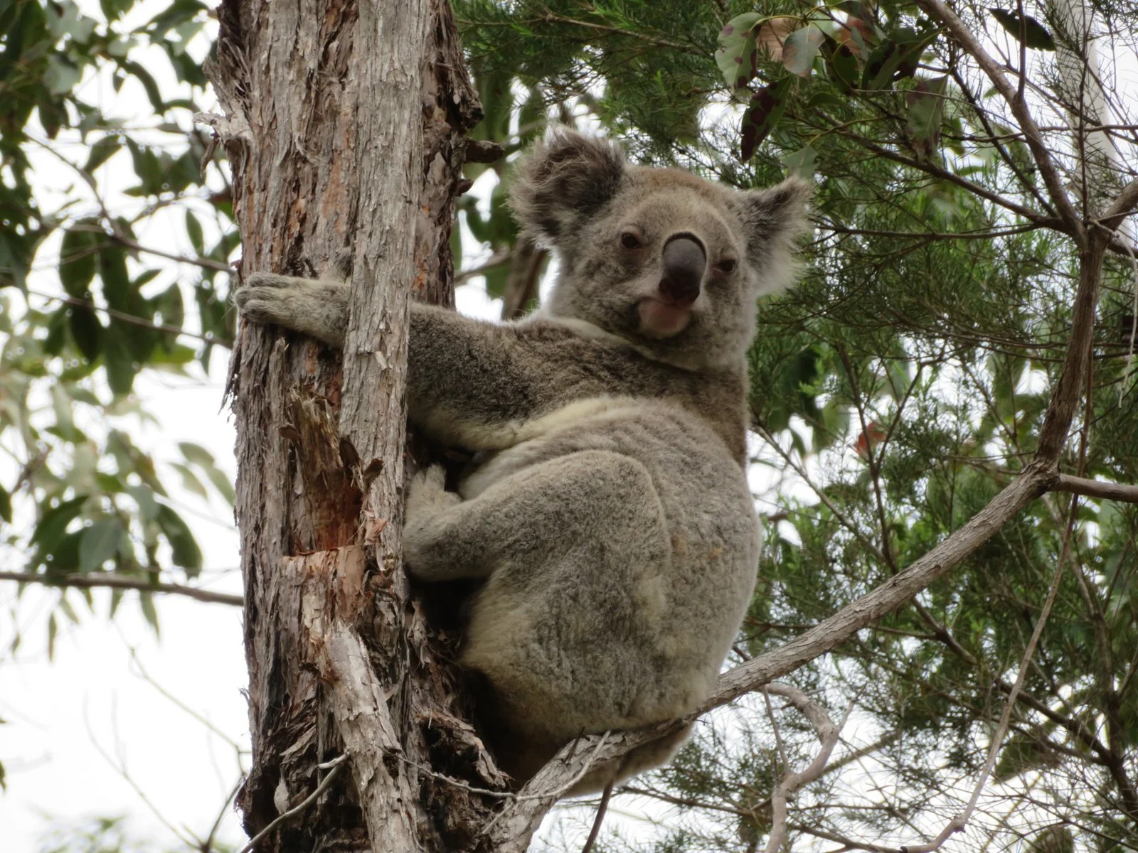 A koala bear clinging to a tree trunk surrounded by green leaves and branches.