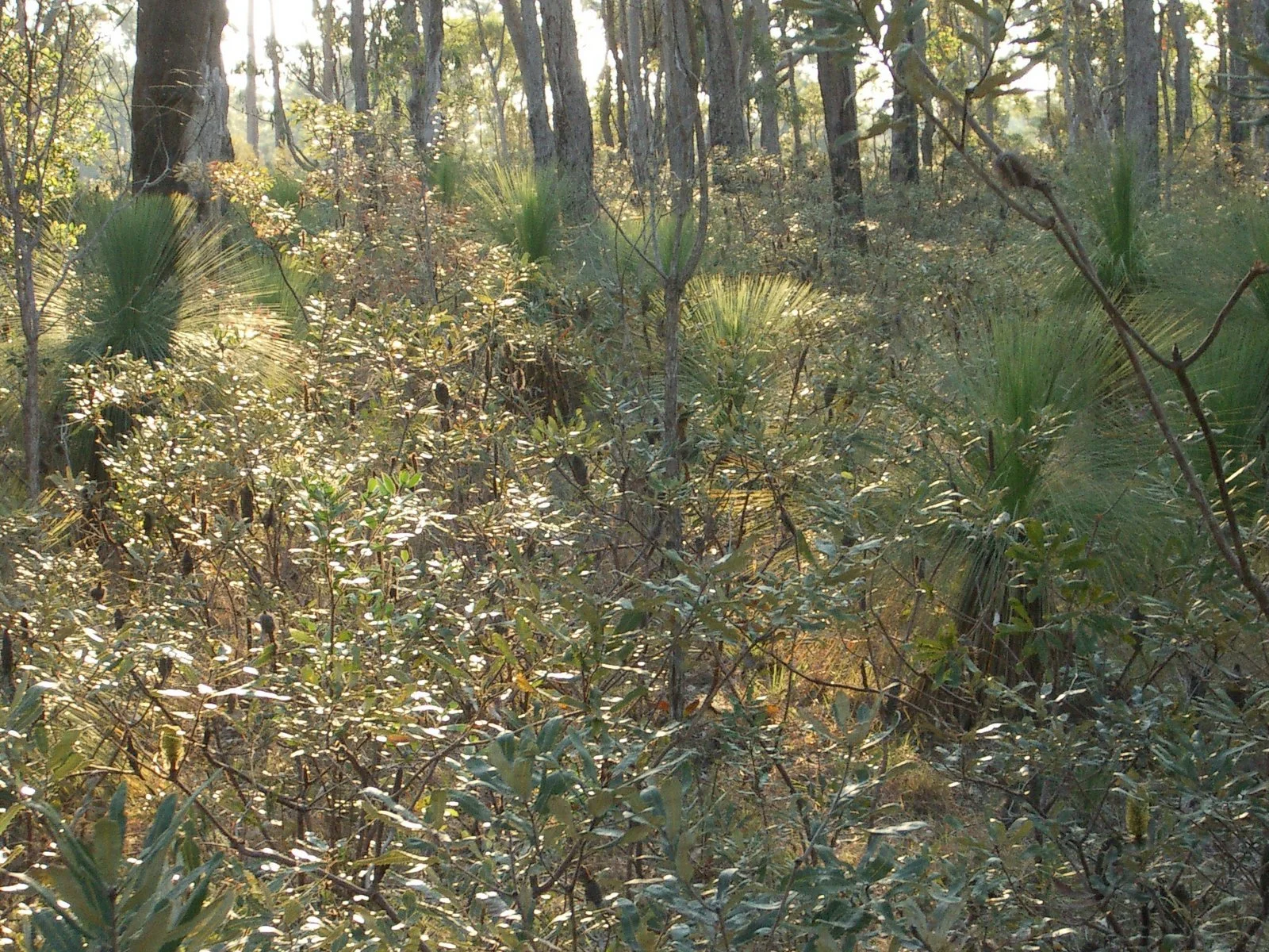 Fern-leaved banksia (Banksia oblongifolia) 