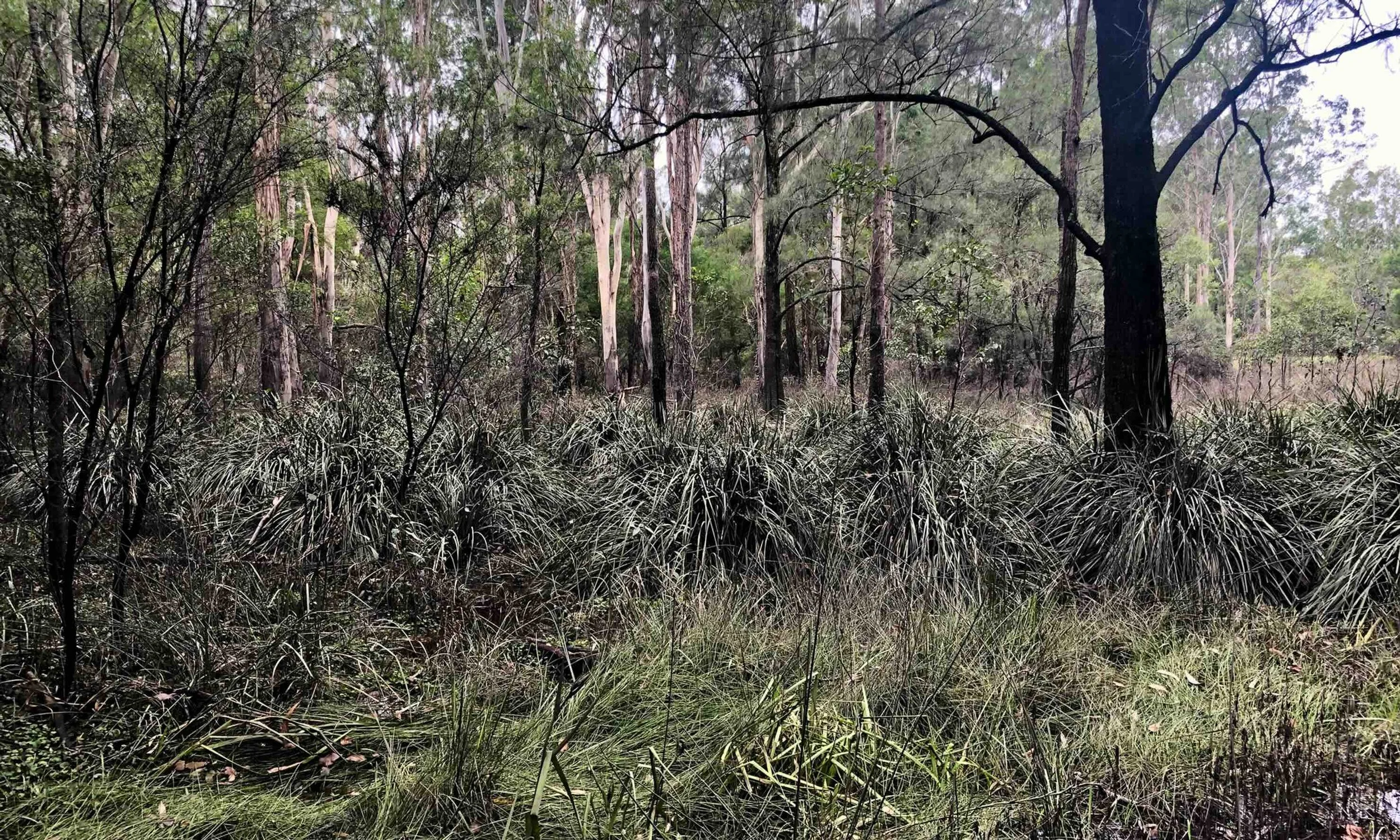 Mud coats the vegetation