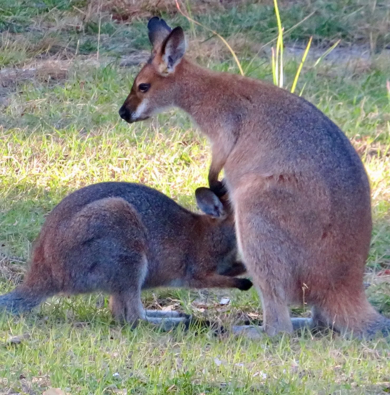Red-necked wallaby with older joey 'at foot' feeding
