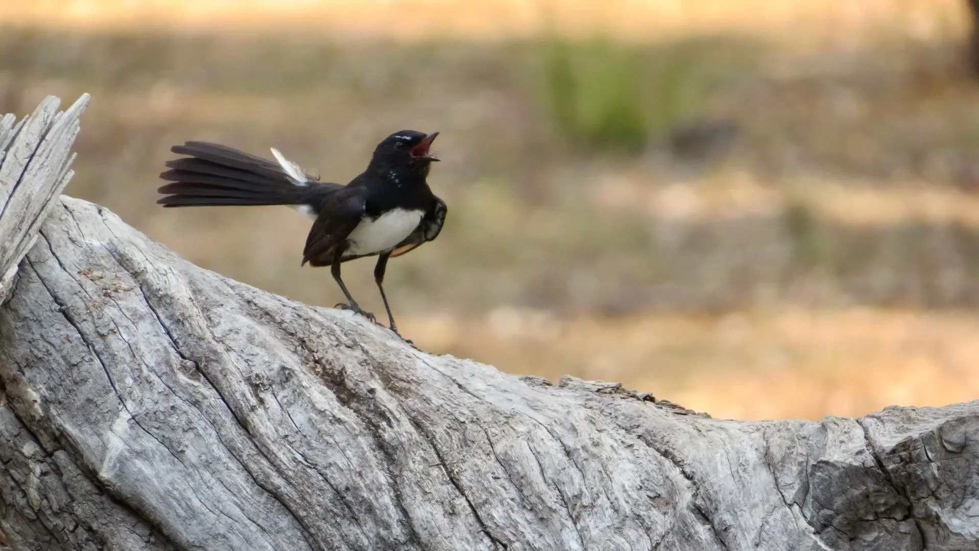 Willie wagtail (Rhipidura leucophrys)