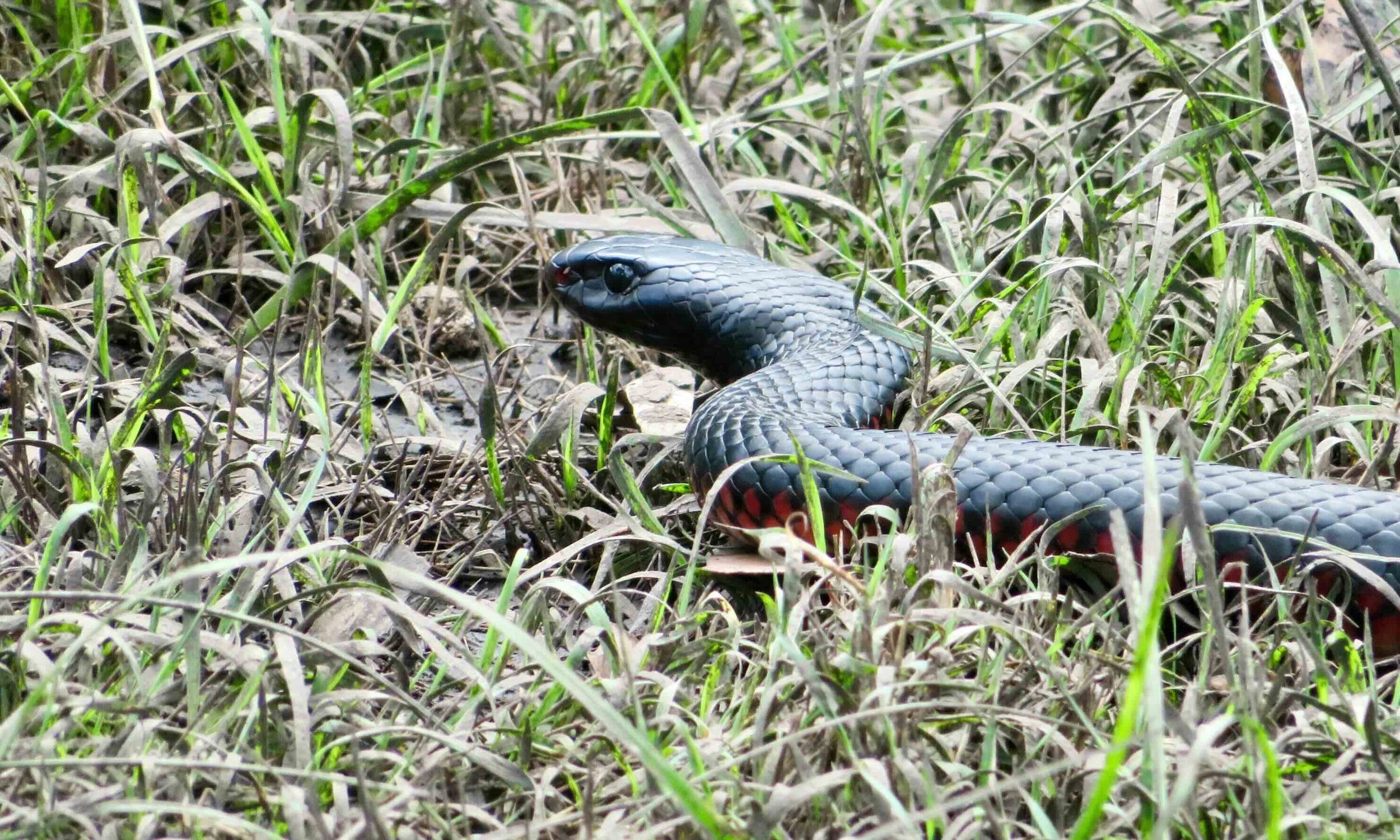 Red-bellied black snake