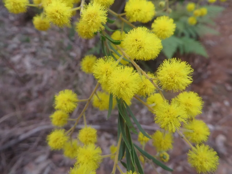 Wattle