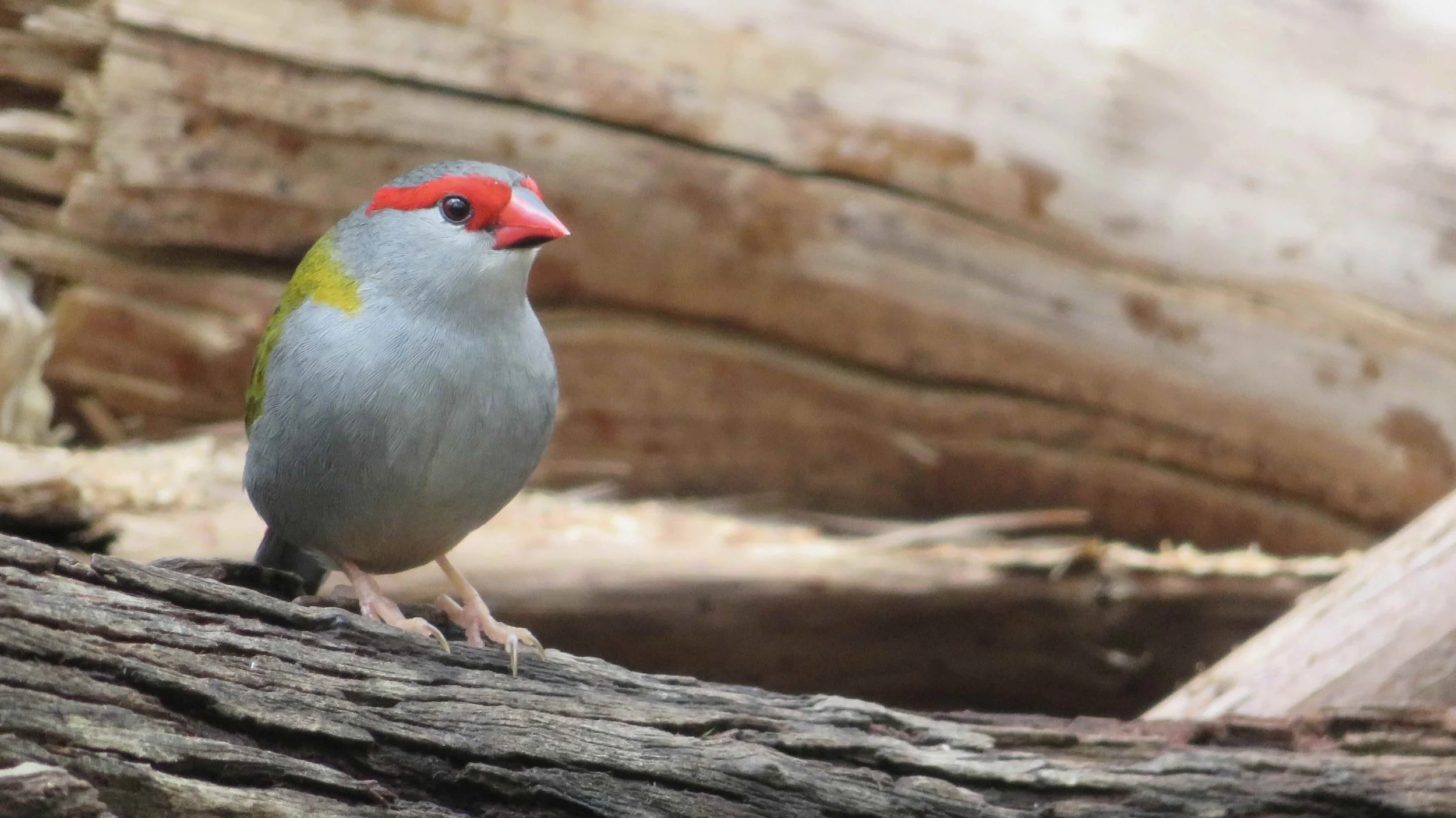 Red-browed Finch (Neochmia temporalis) also known as Firetail