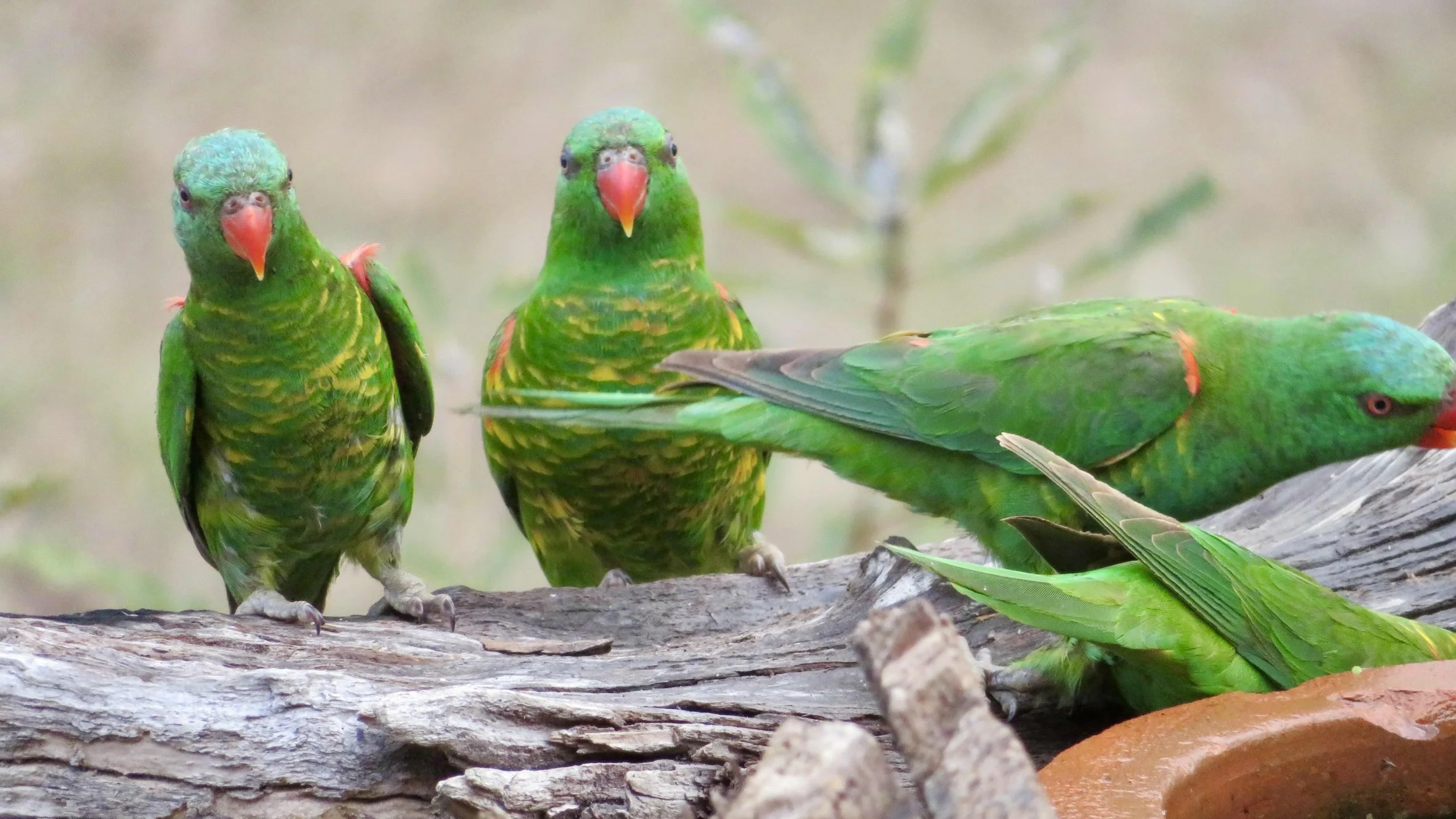 Scaly-breasted Lorikeet (Trichoglossus chlorolepidotus)