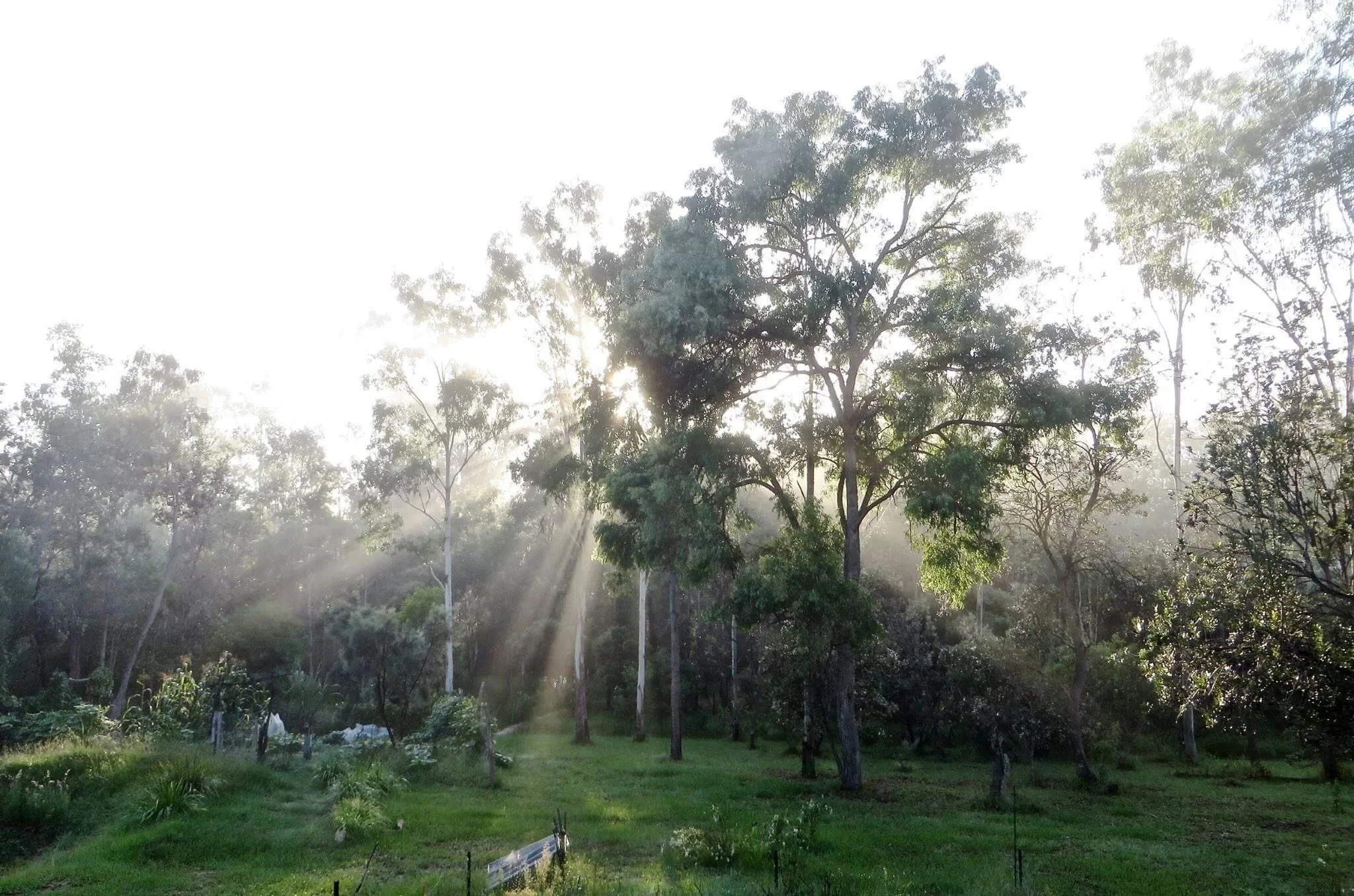 Sunburst