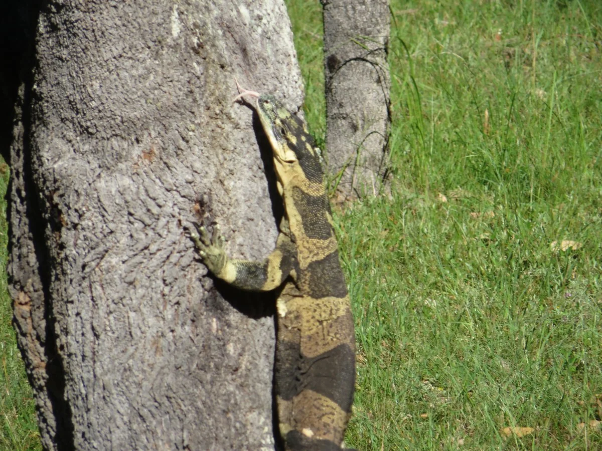 Lace monitor - Bells phase