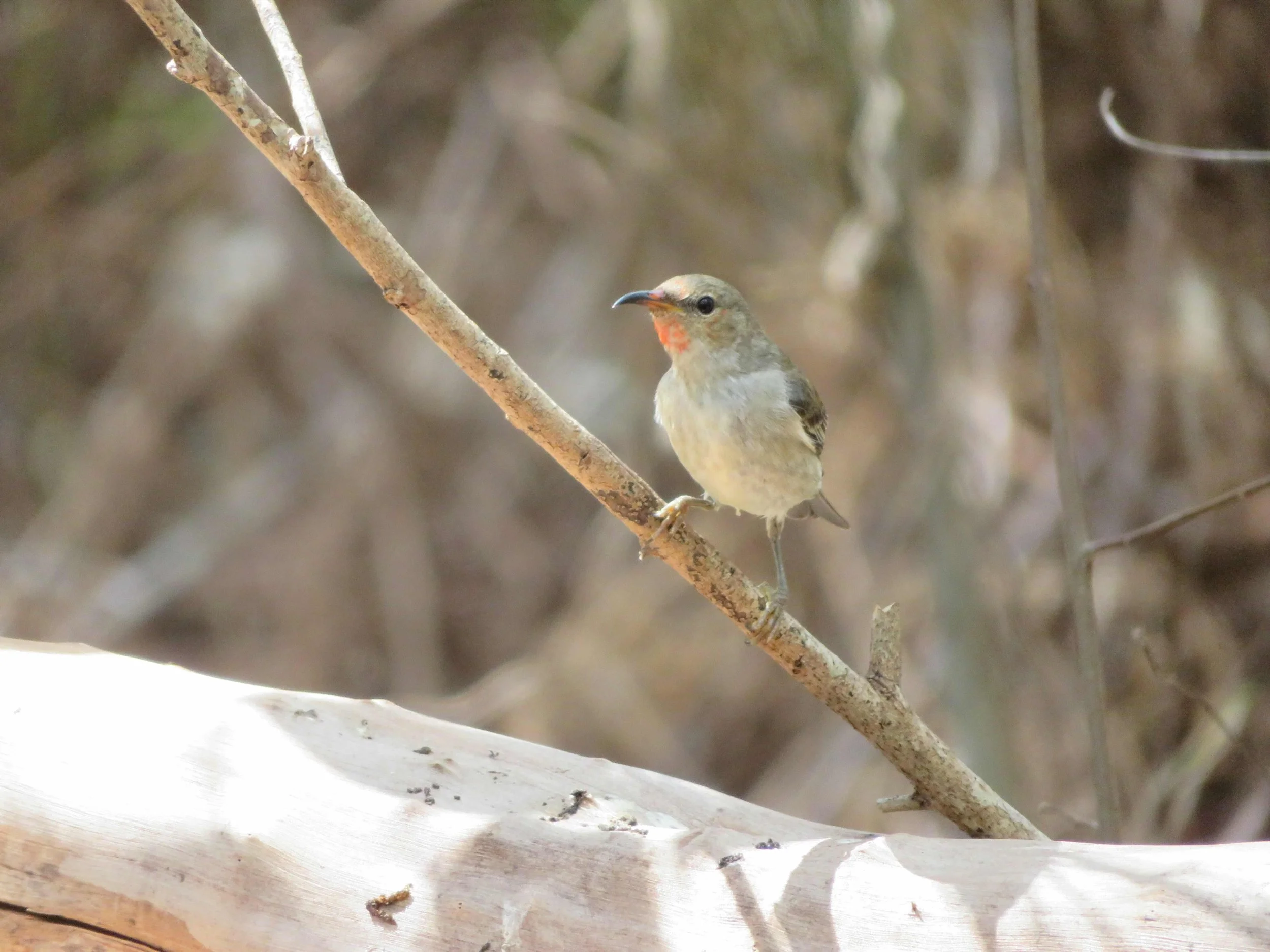 Scarlet Honeyeater (Myzomela sanguinolenta) (f)