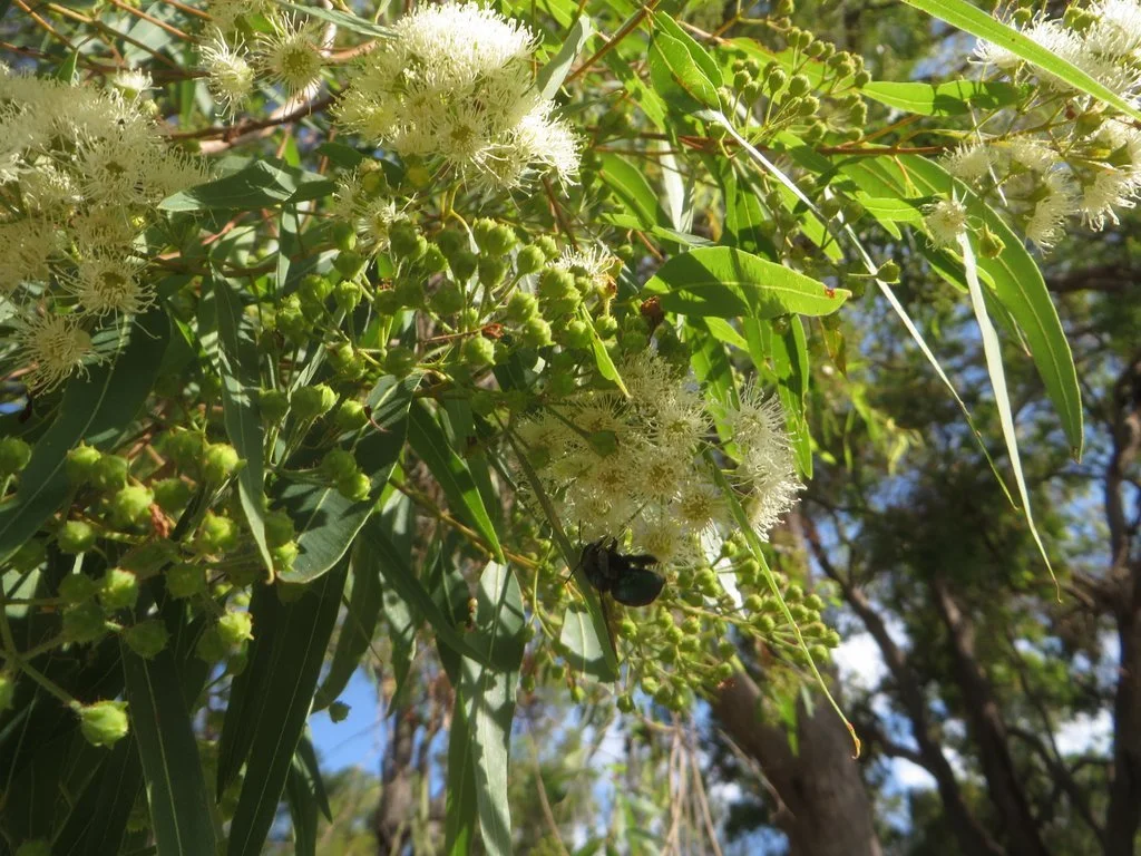 Angophora bakerii bakerii in flower