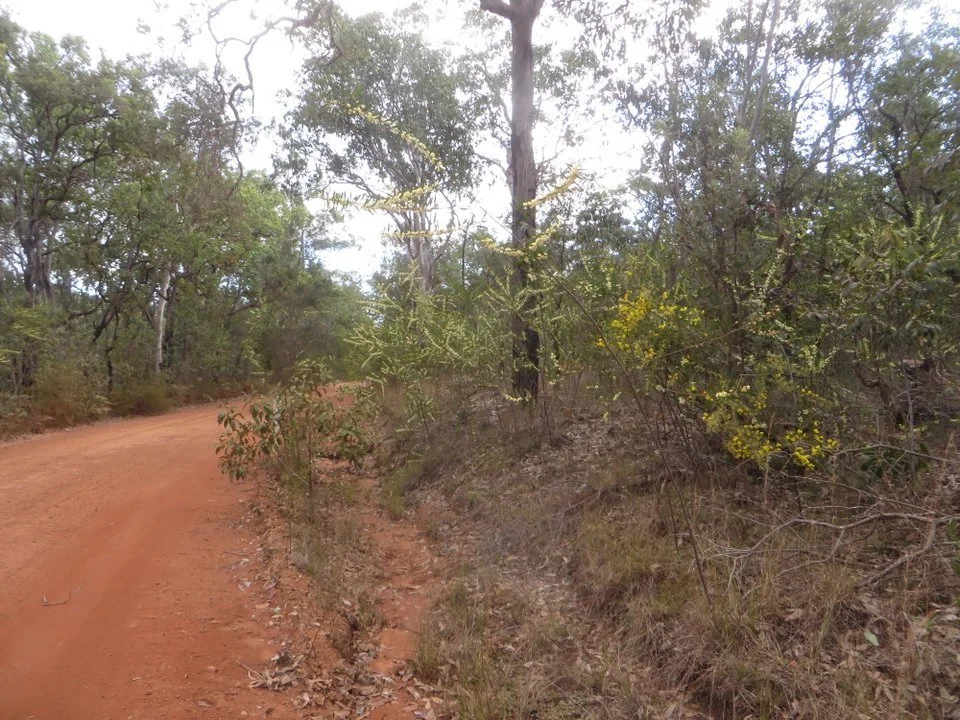 Wattle