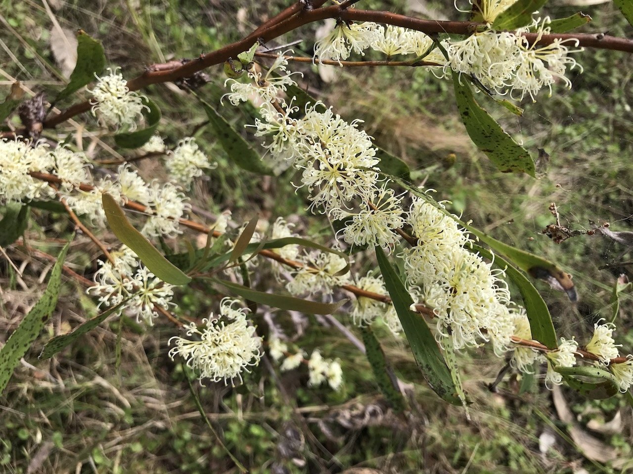 Flora