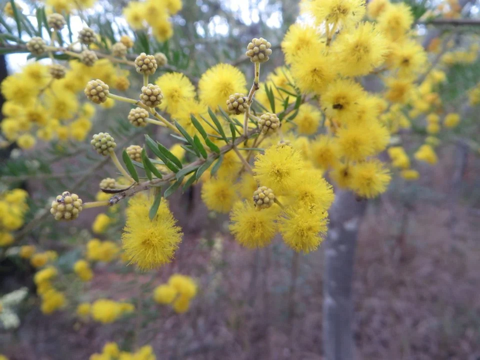 Wattle