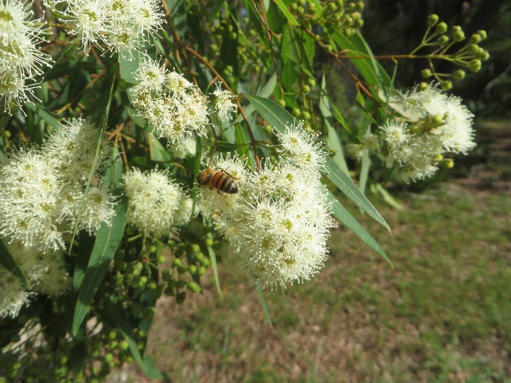 Angophora bakerii bakerii in flower