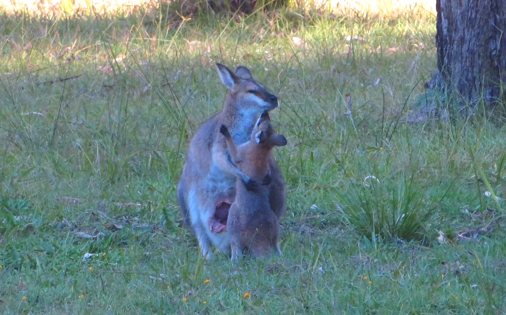 Red-necked wallaby female playing with joey