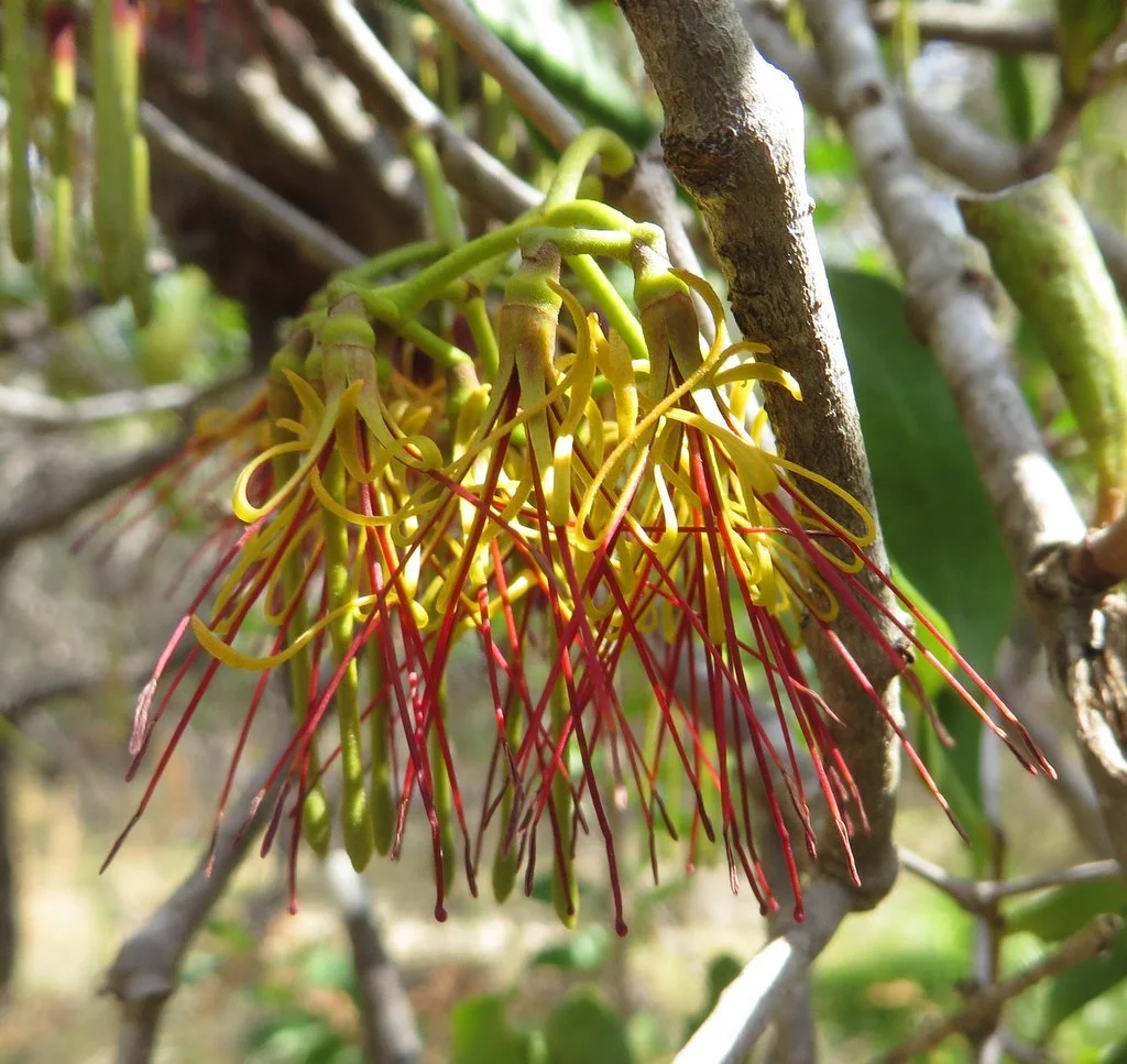 Mistletoe