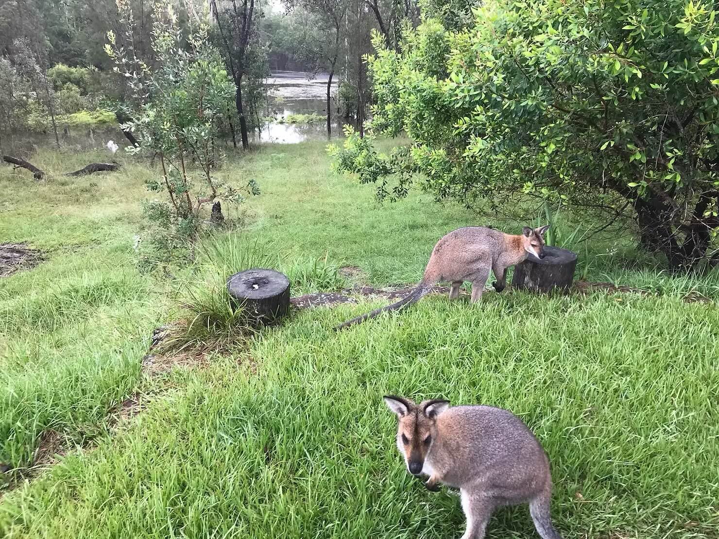 Red-necked wallaby
