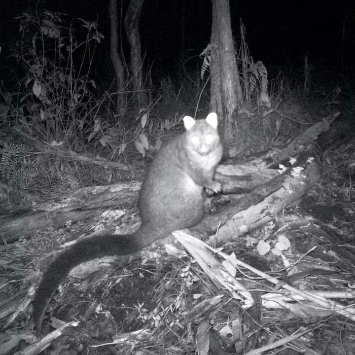 Short eared possum